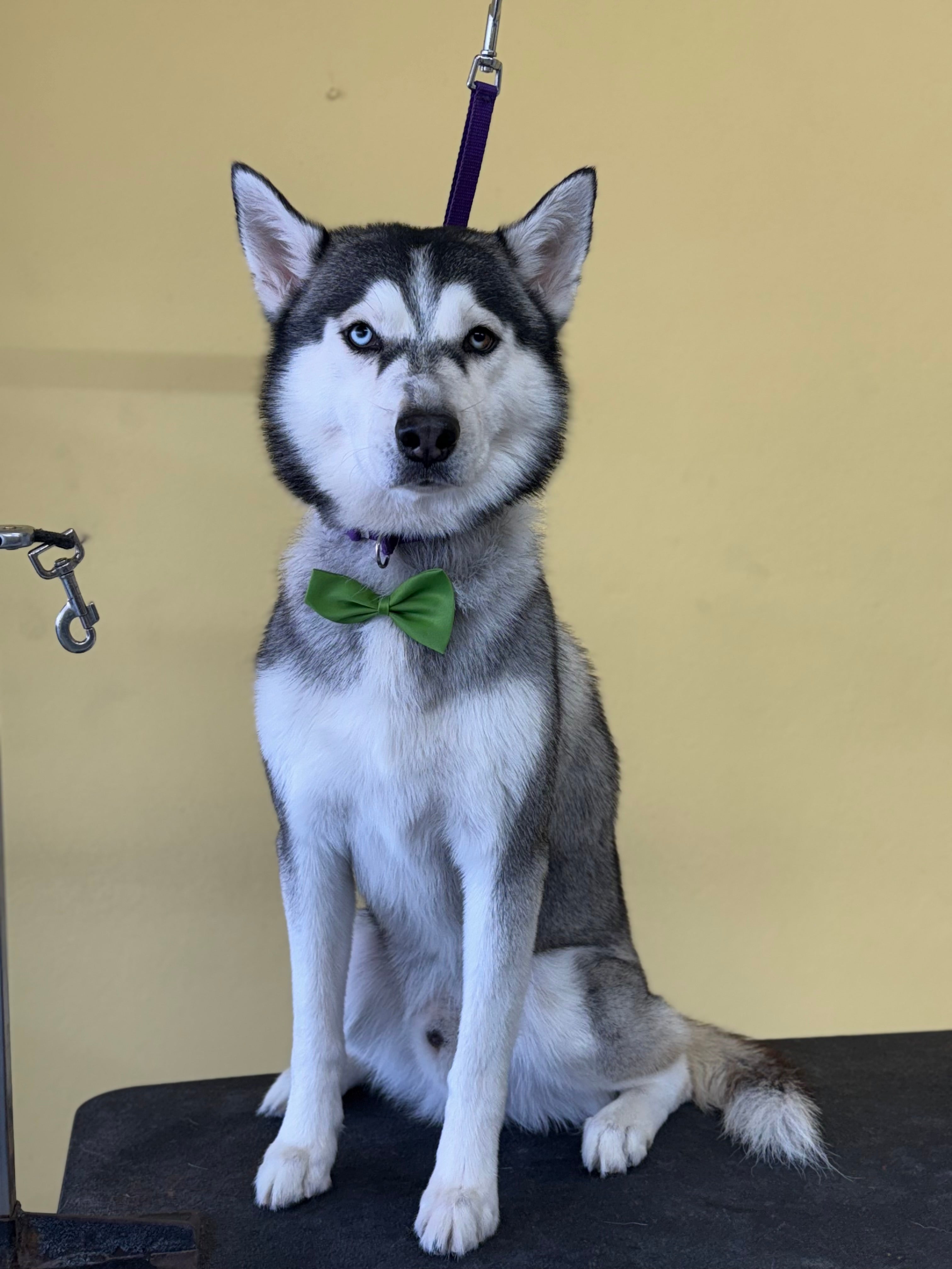 Deshedding o Deslanado: Grandes