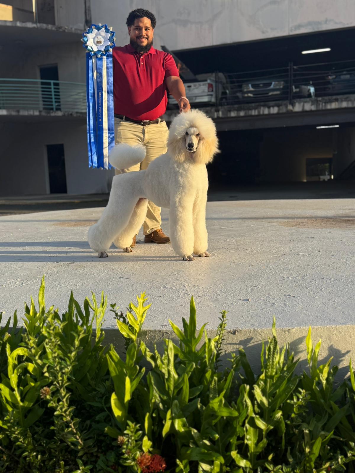 Cortes de Raza o Completo a Tijera