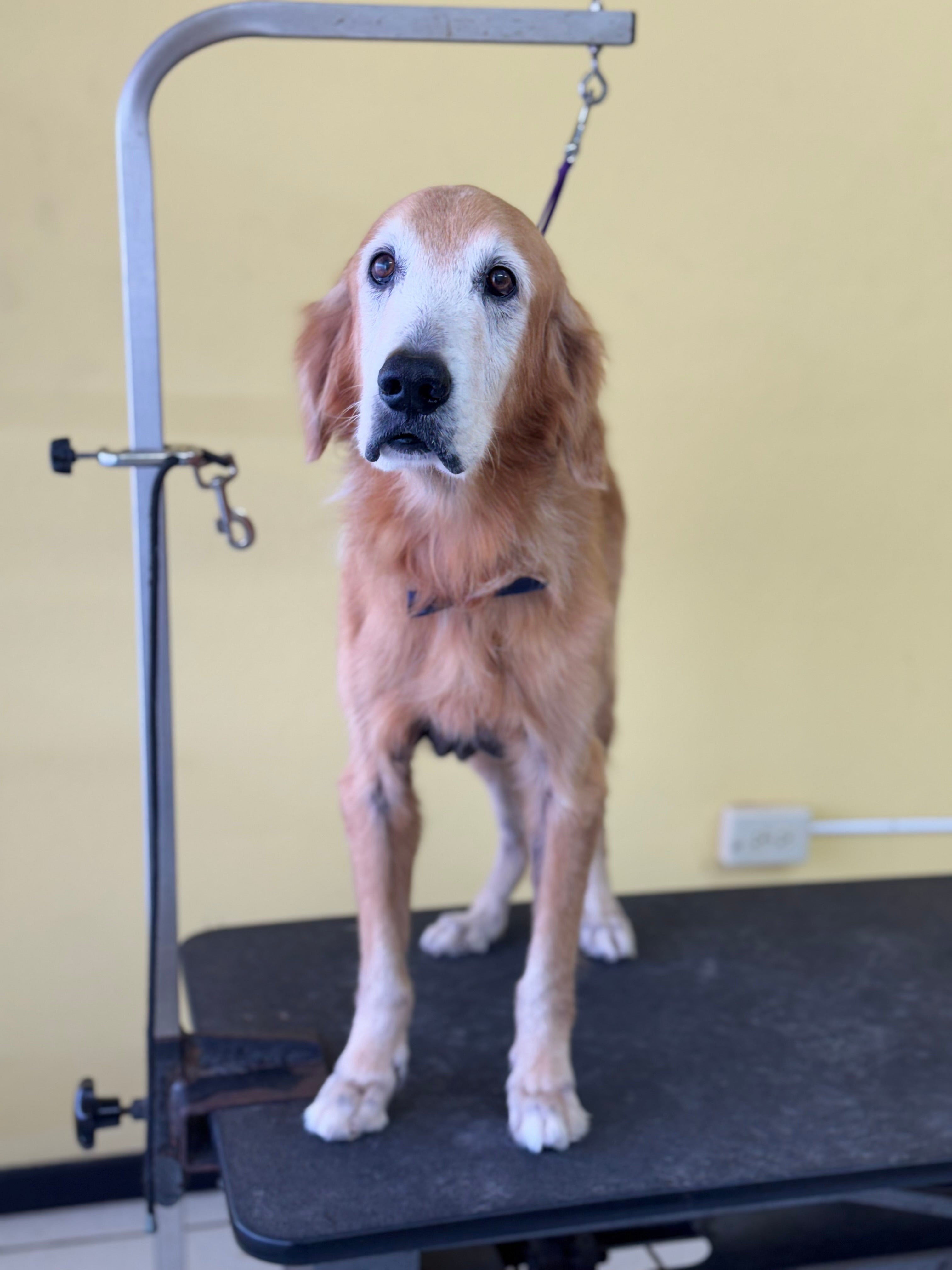 Deshedding o Deslanado: Grandes