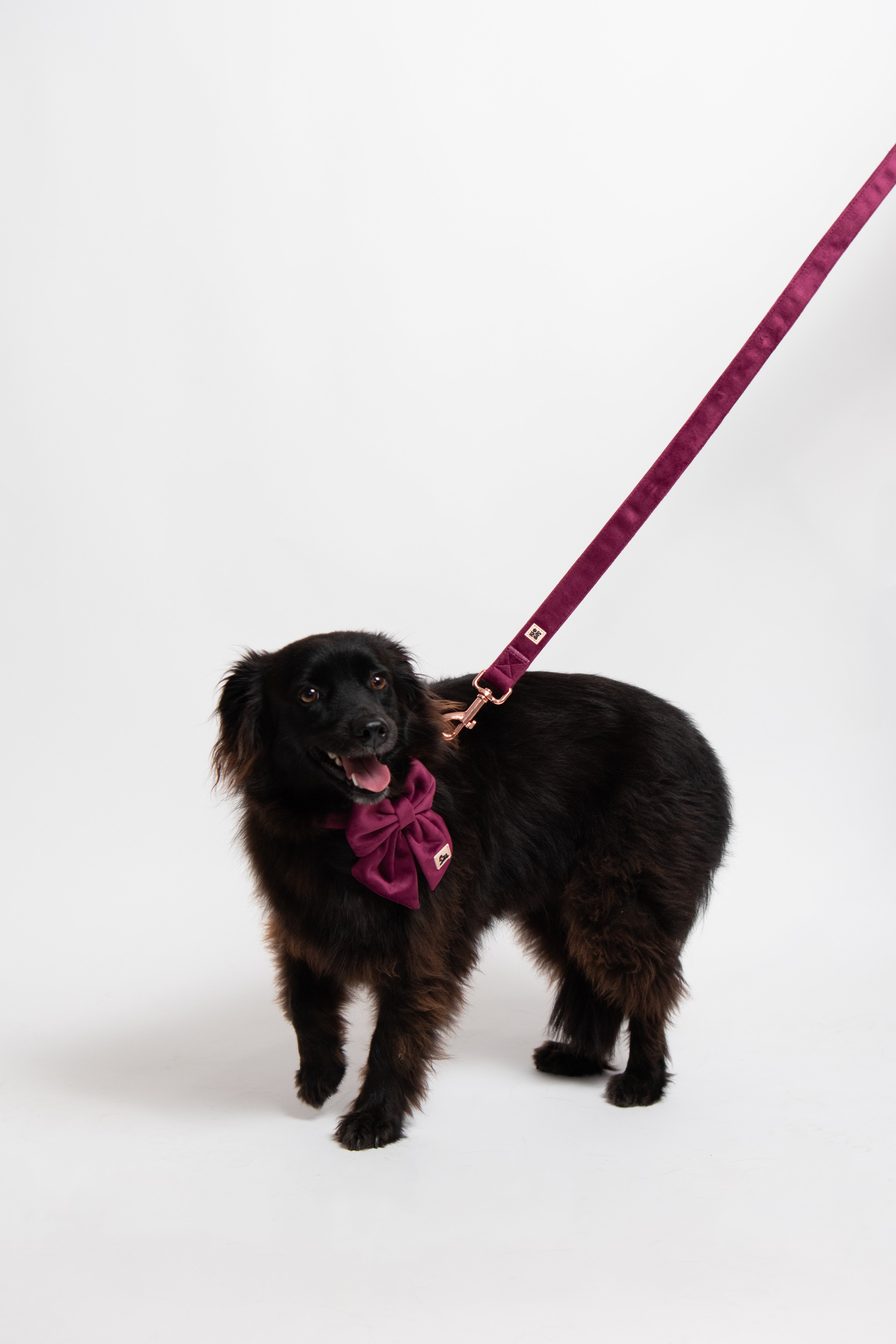 Royal Lilac Collar + Leash Set
