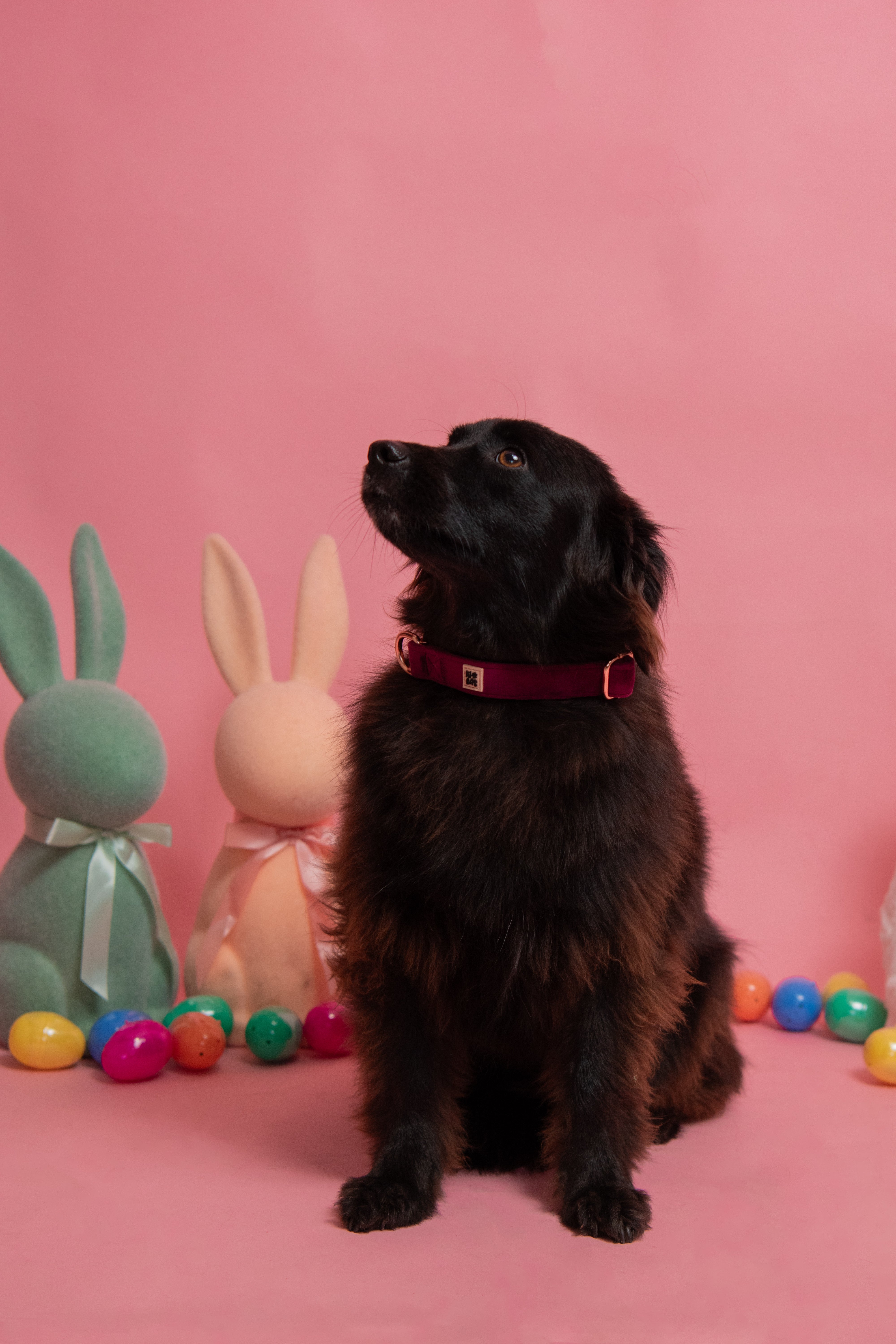 ROYAL LILAC VELVET - COLLAR