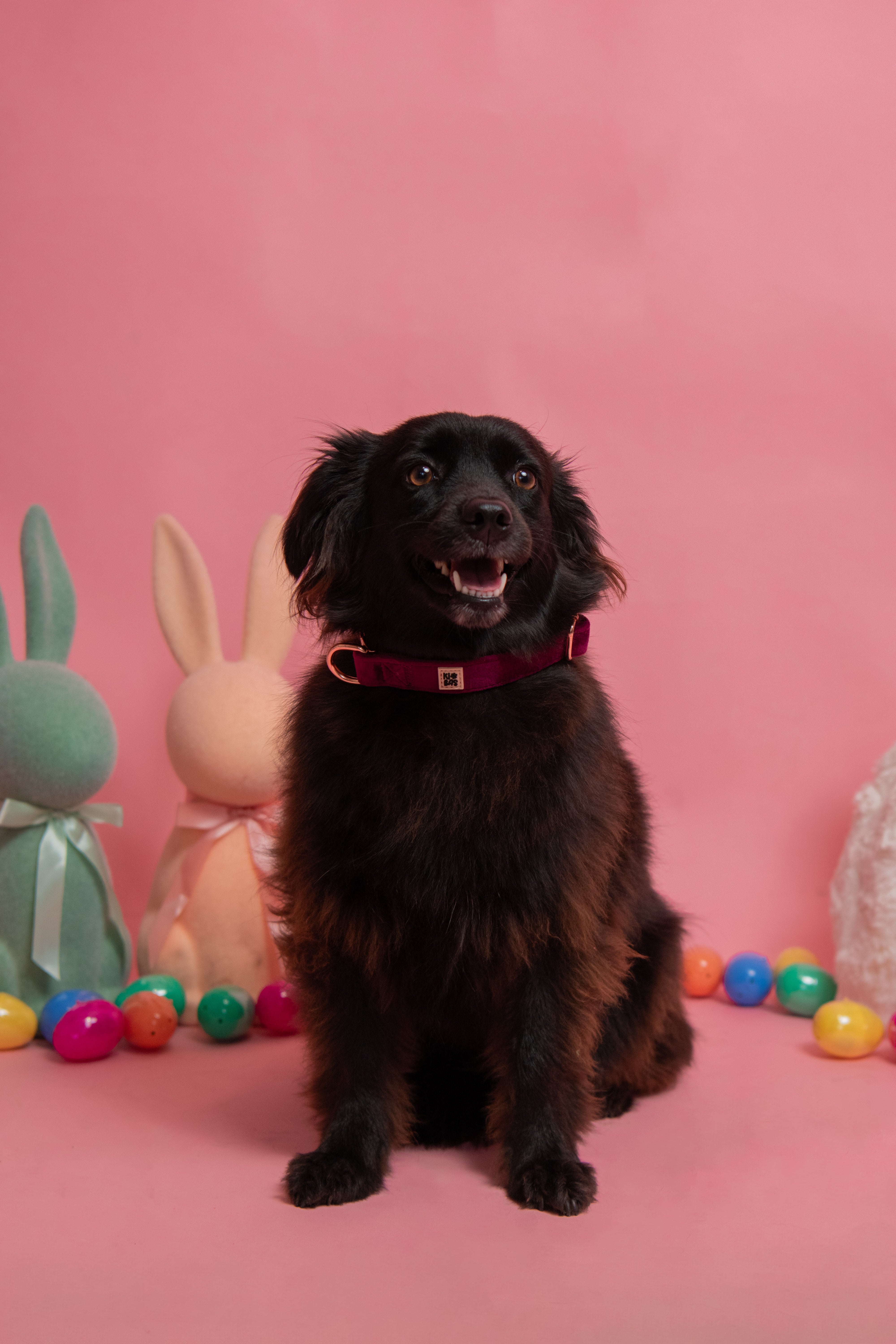 ROYAL LILAC VELVET - COLLAR