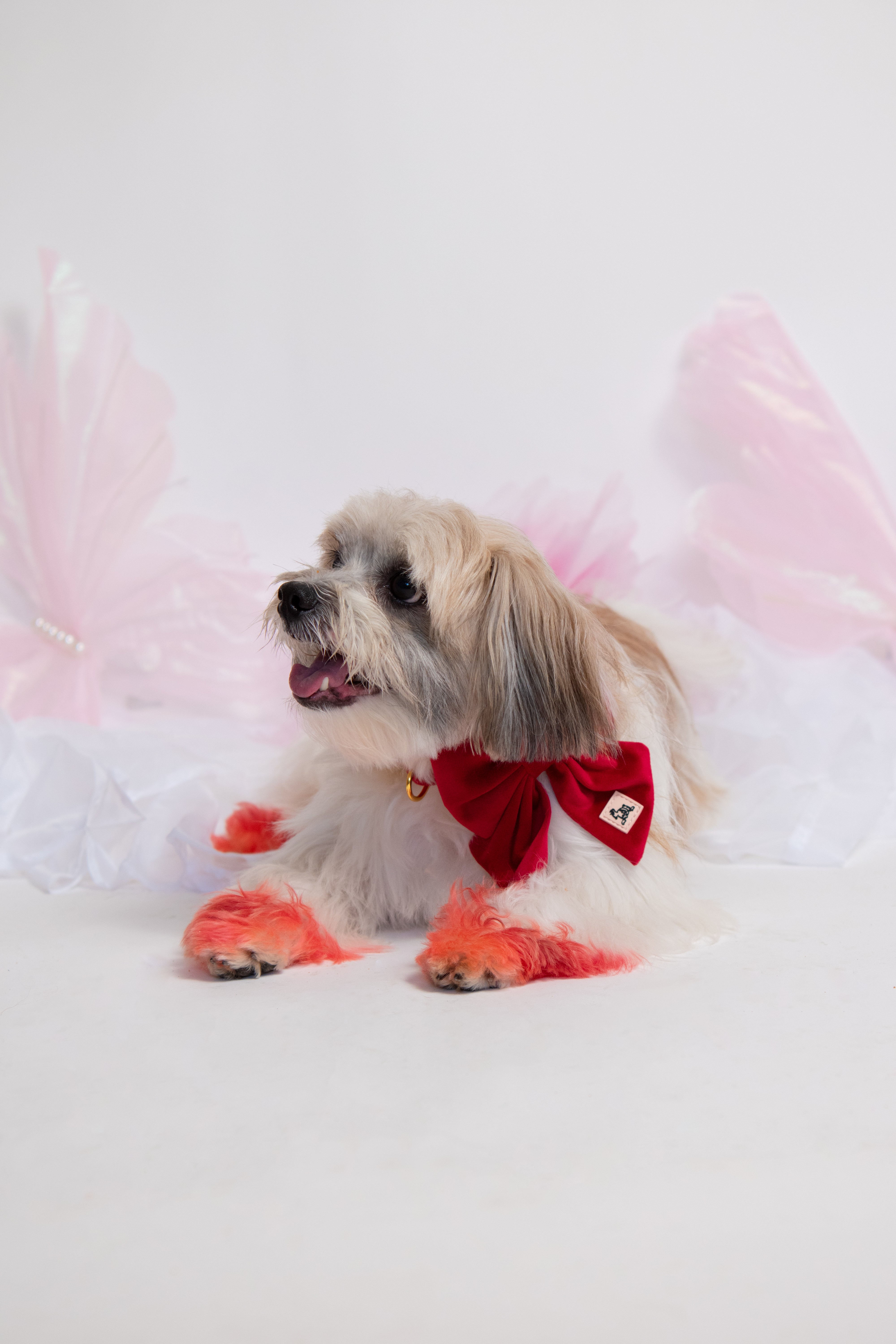 Royal Red Velvet - Collar