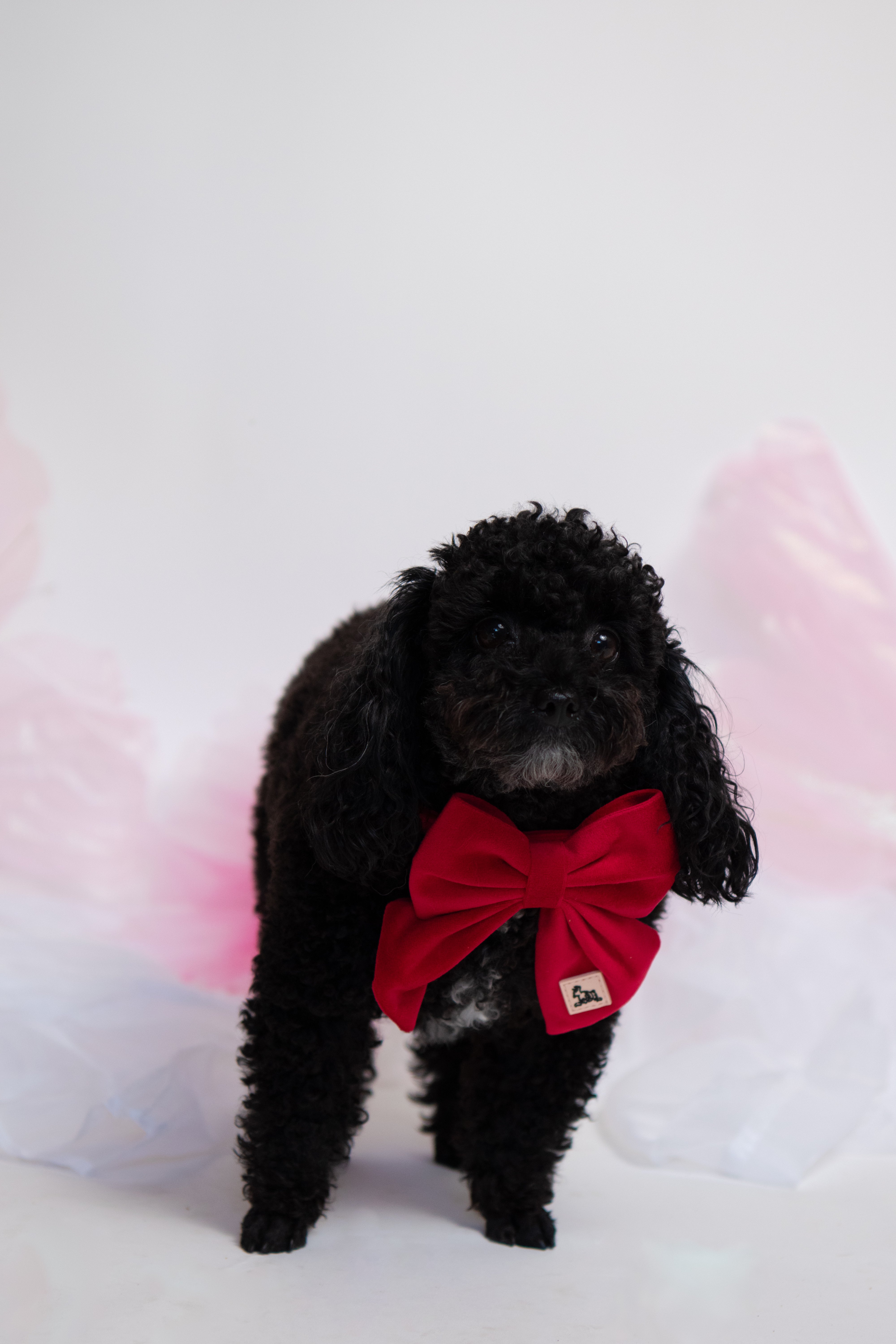 Royal Red Velvet - Collar