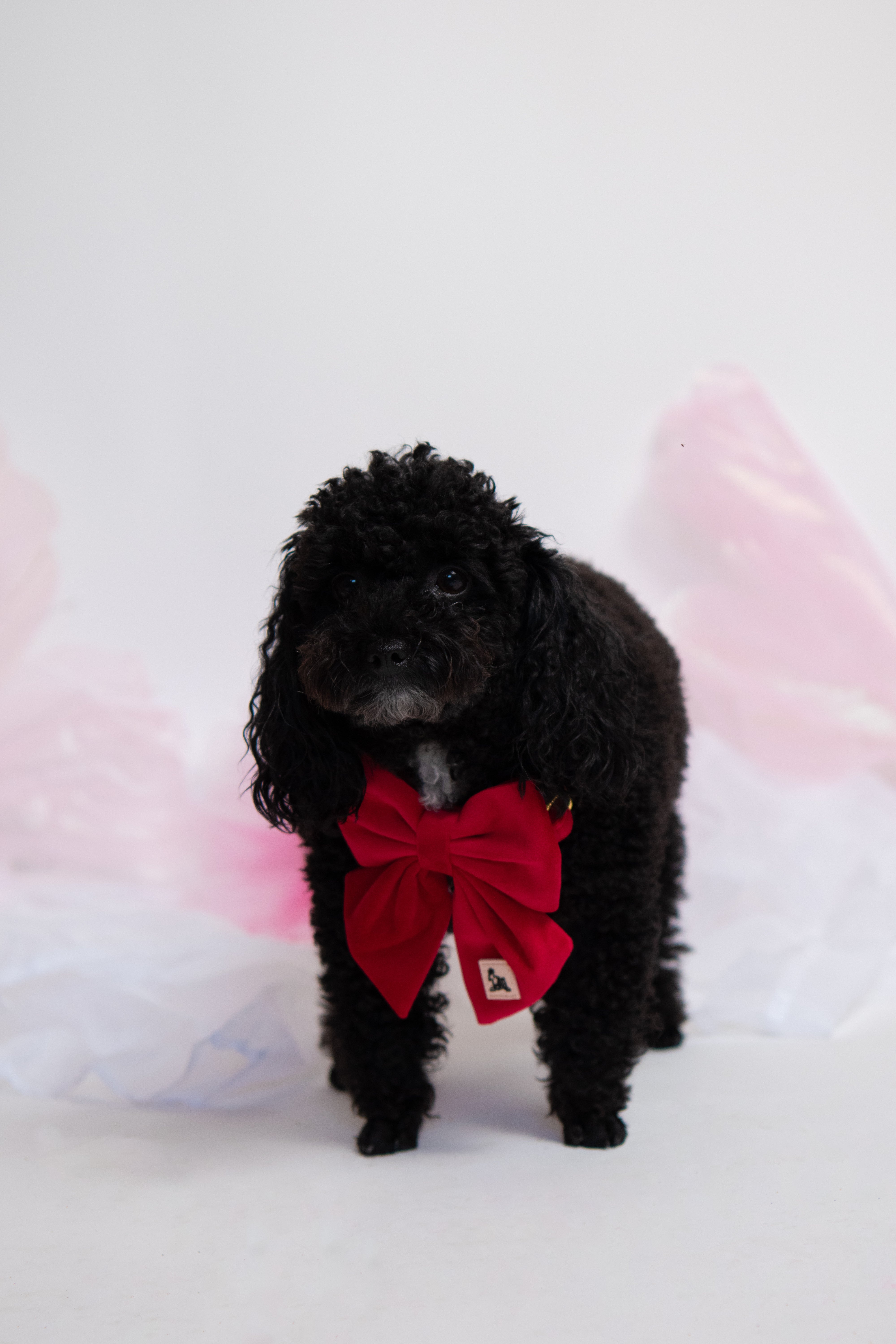 Royal Red Velvet - Collar