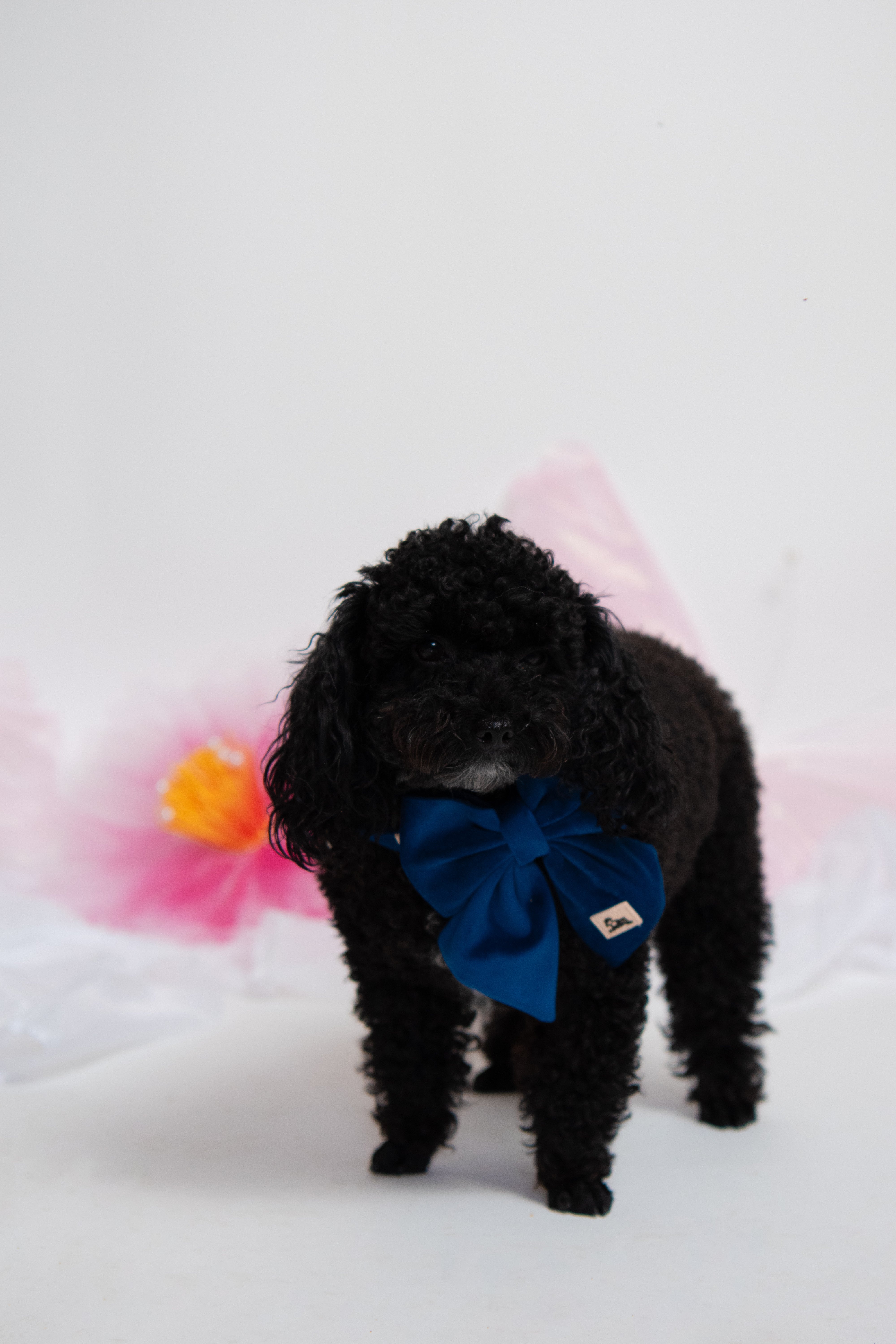 ROYAL BLUE VELVET - BOW
