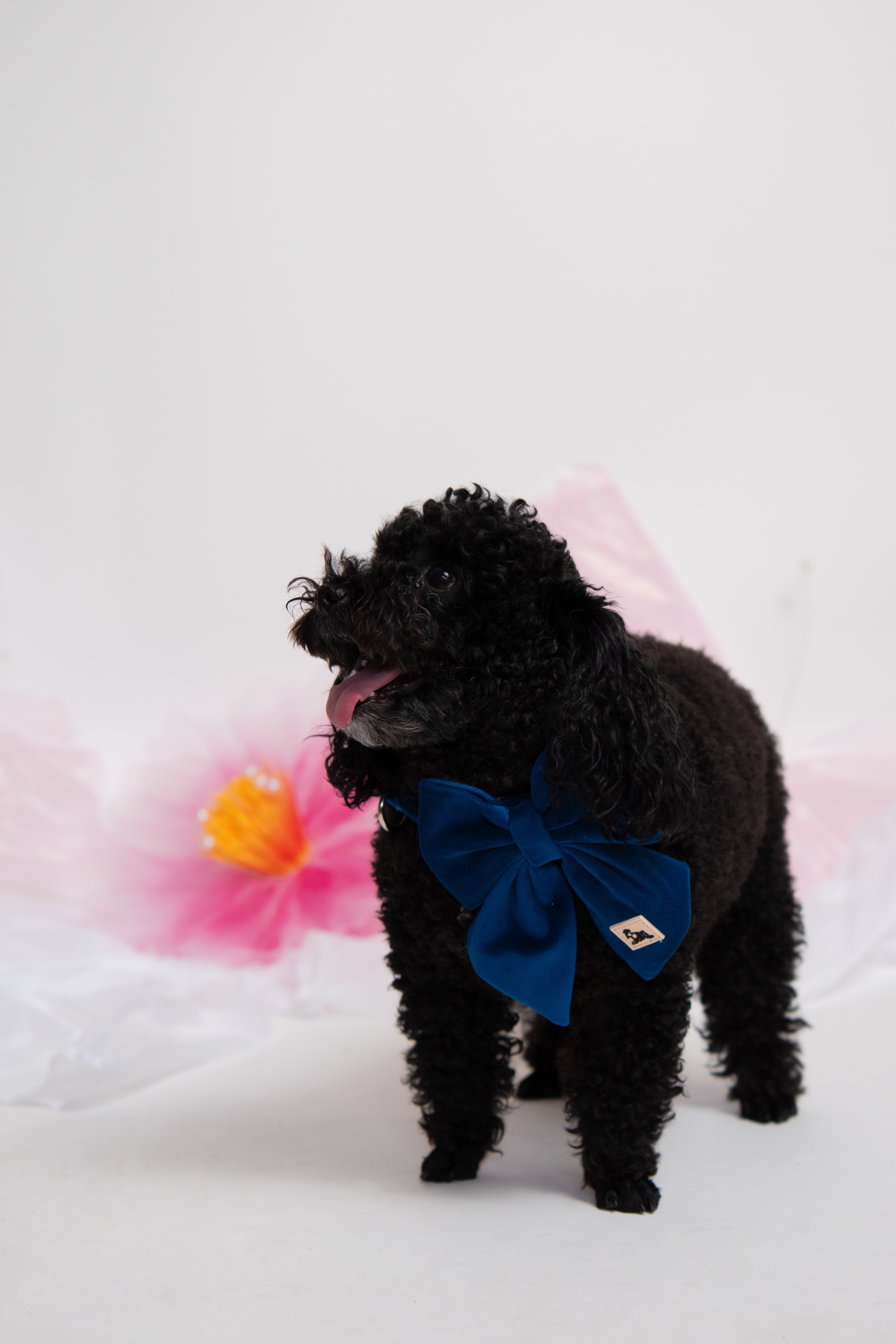 ROYAL BLUE VELVET - BOW
