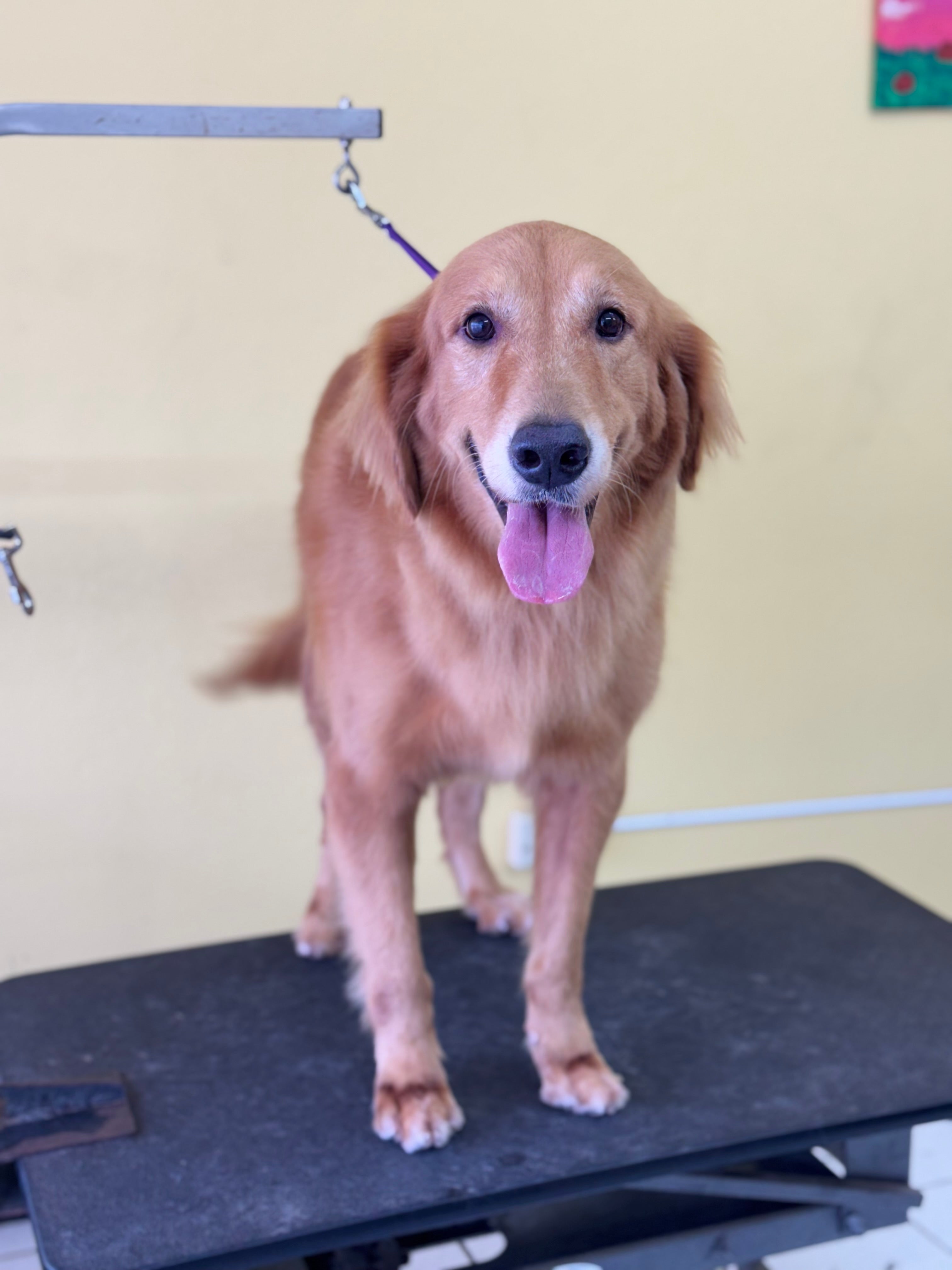 Deshedding o Deslanado: Grandes