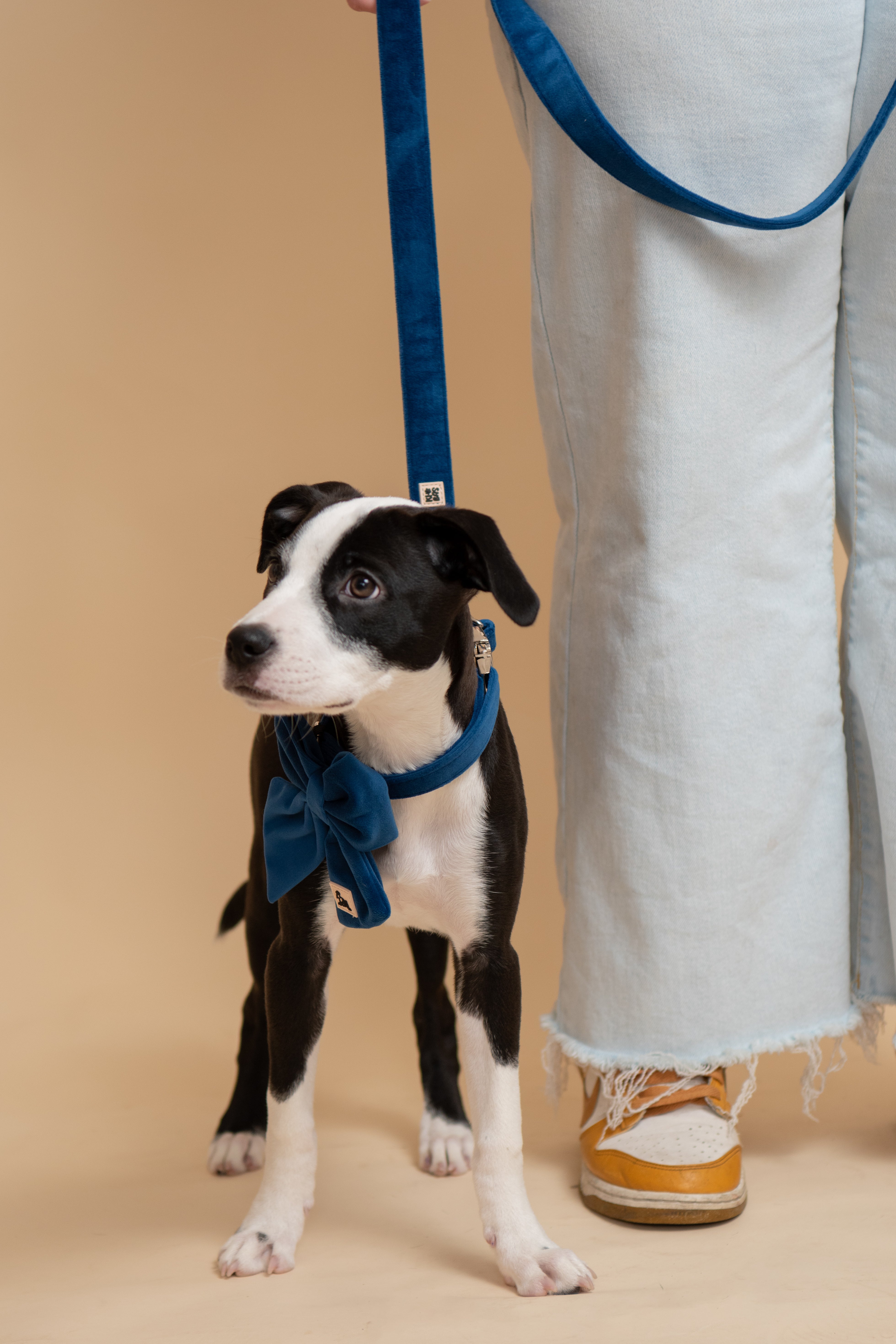 Royal Blue Collar + Leash Set