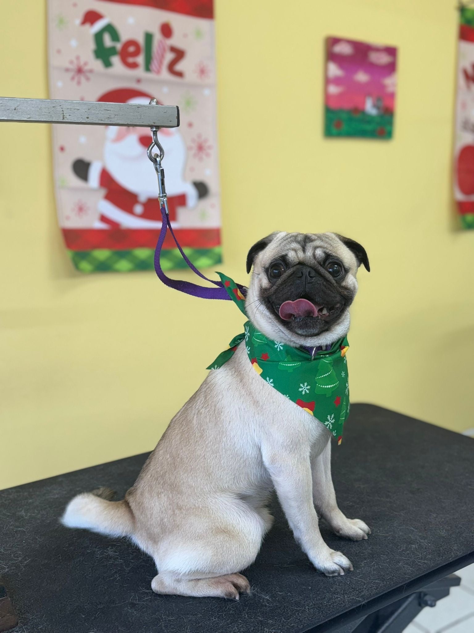 Washin Washin: Perro Pelo Corto