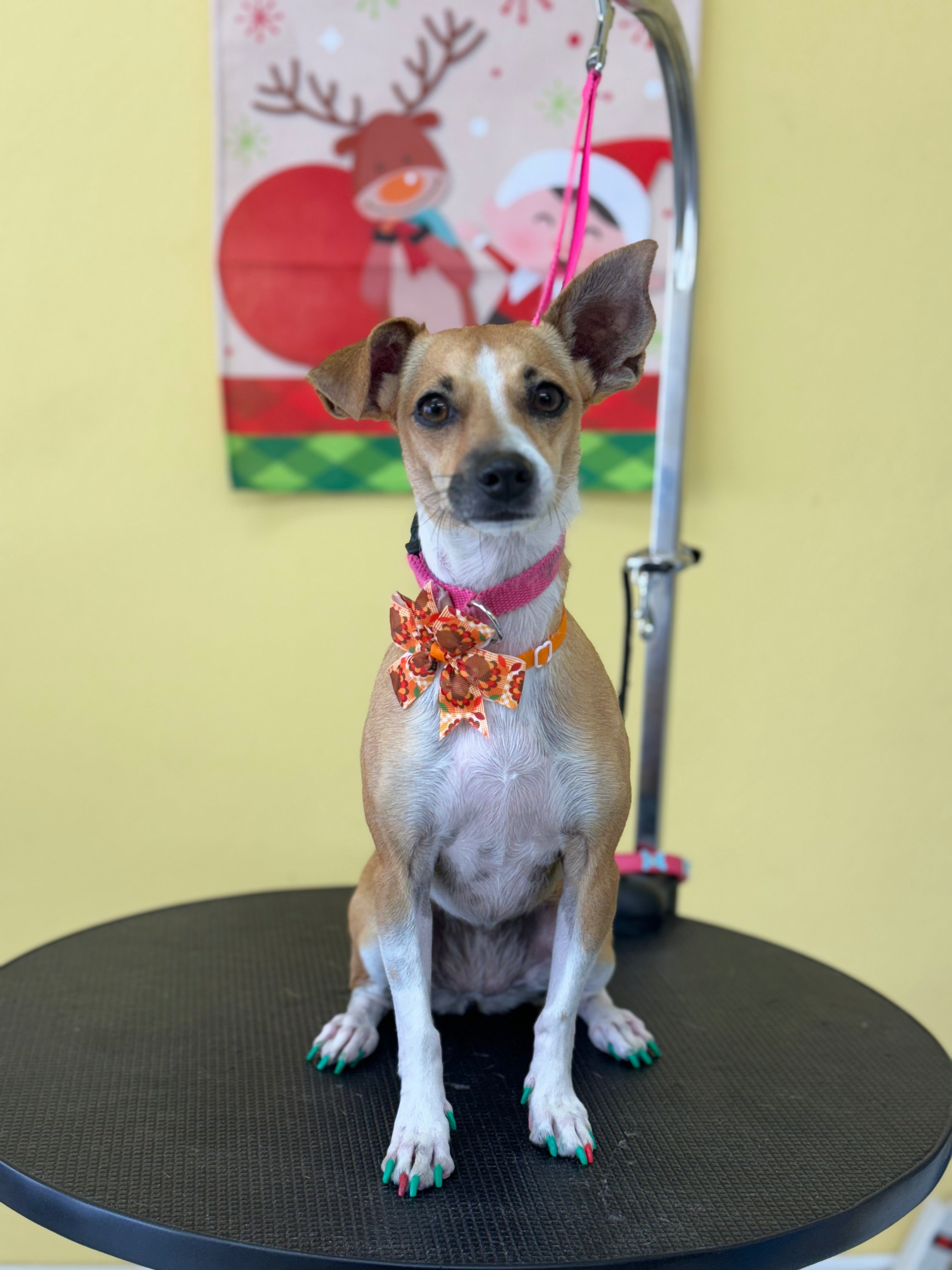 Washin Washin: Perro Pelo Corto