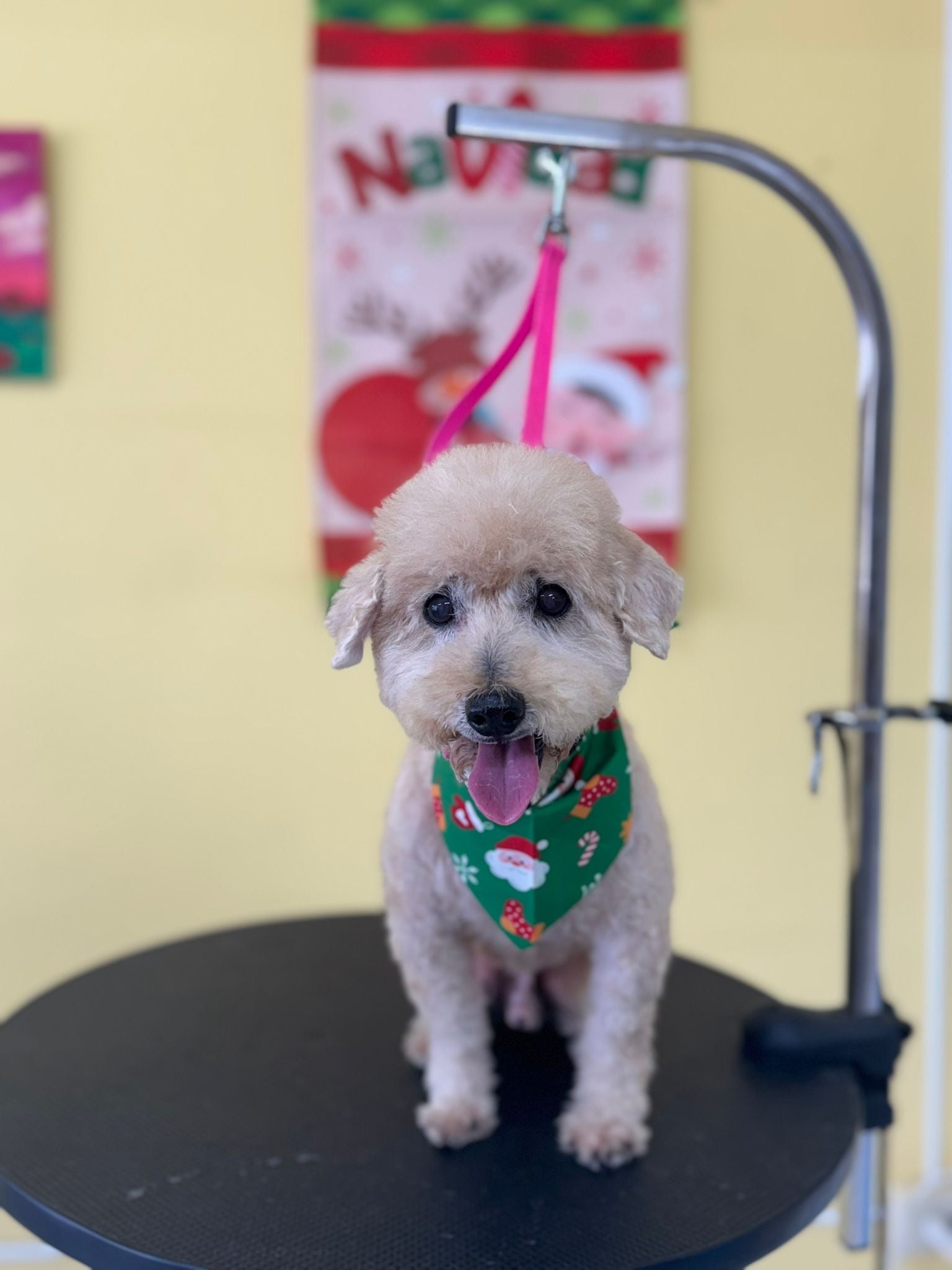 Washin Washin: Perro Pelo Largo