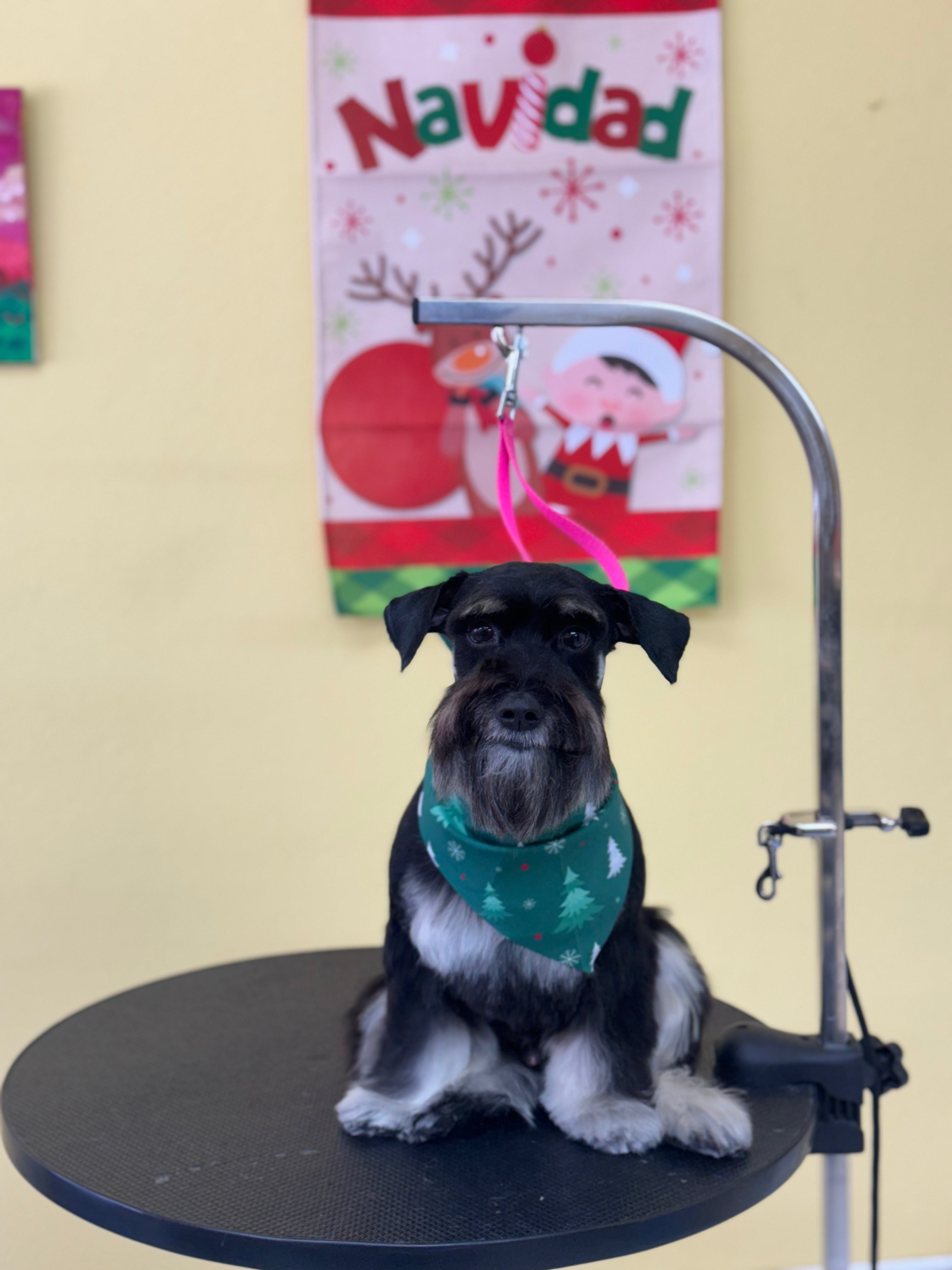 TUNE up: Perro Pelo Largo