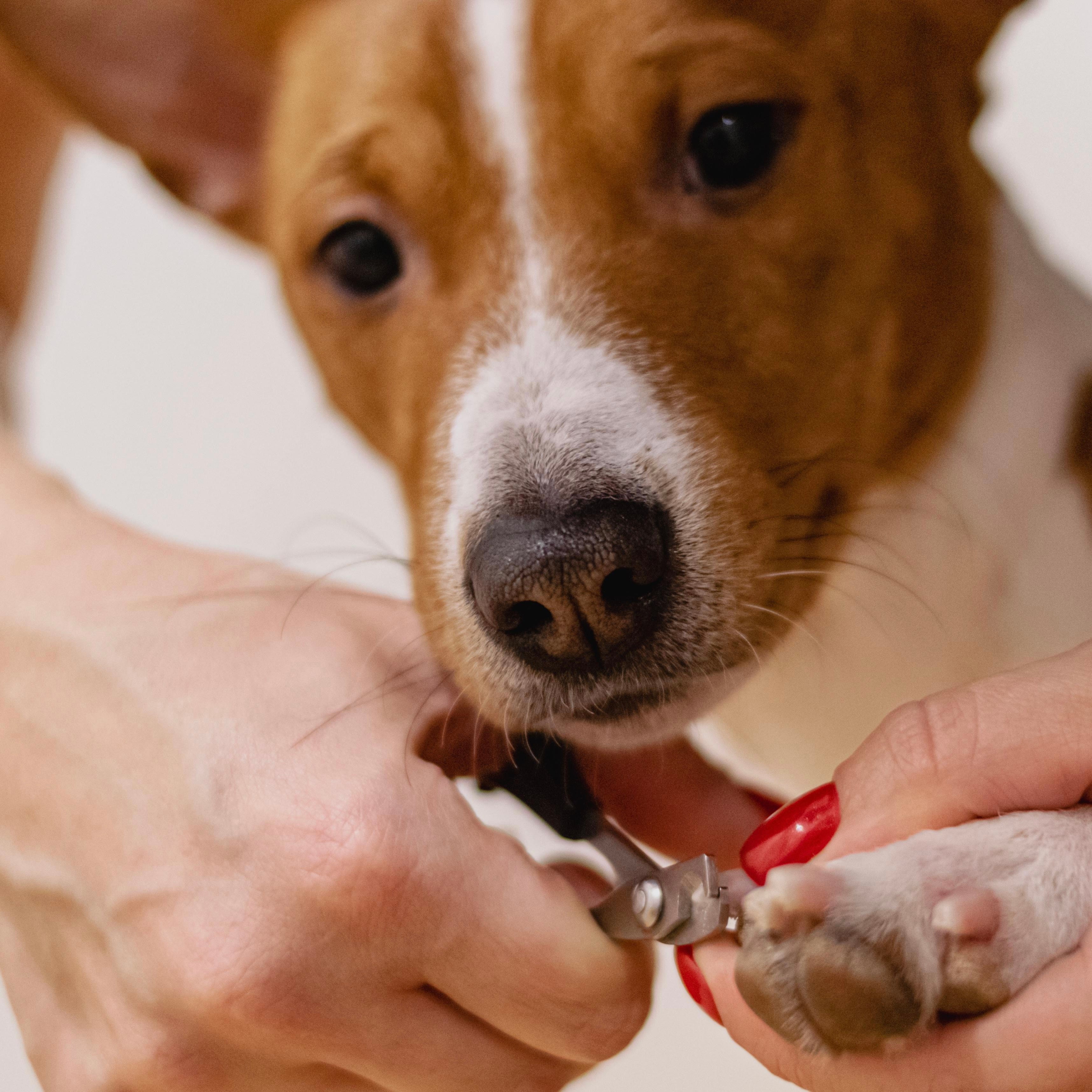 Corte y Limado de Uñas