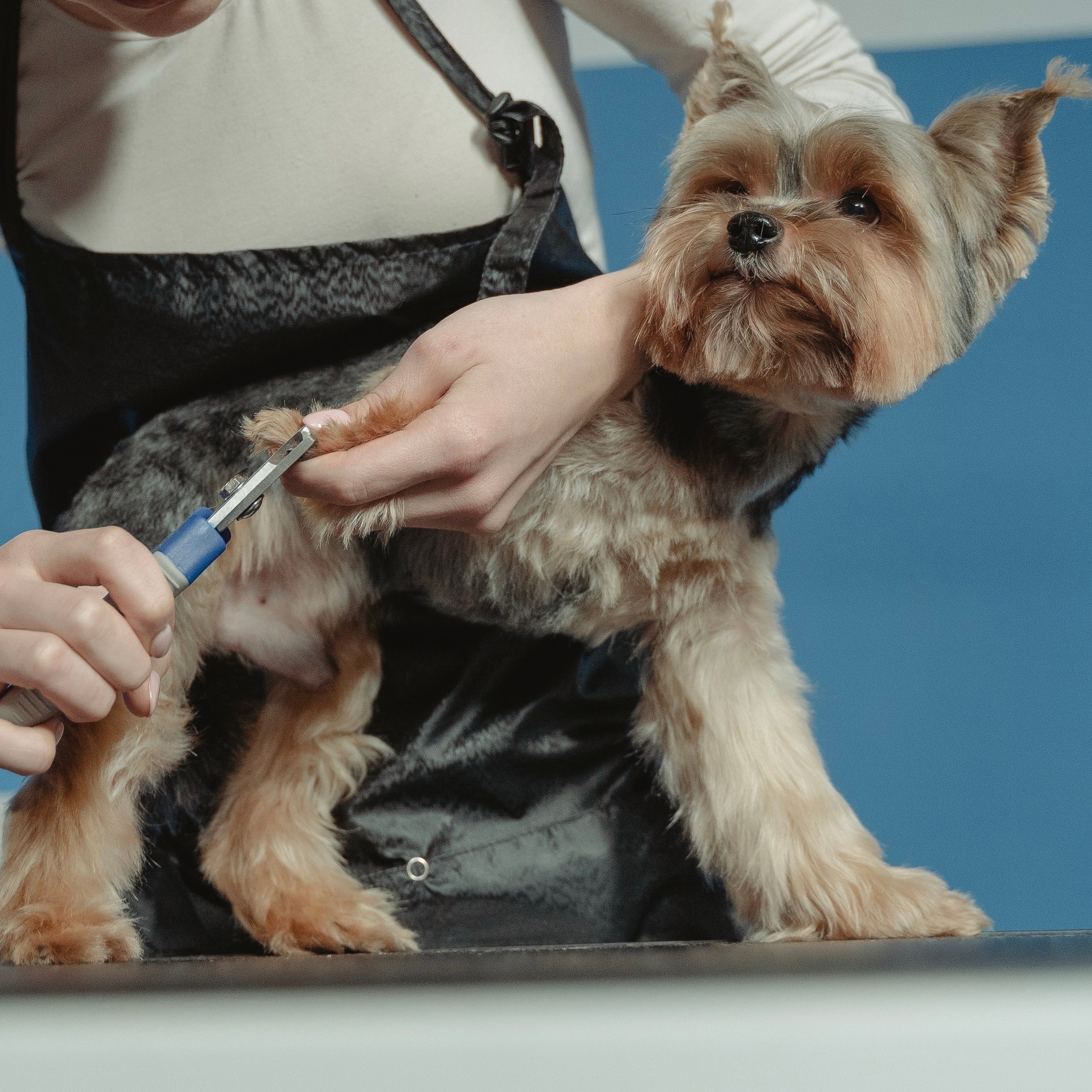 Corte y Limado de Uñas