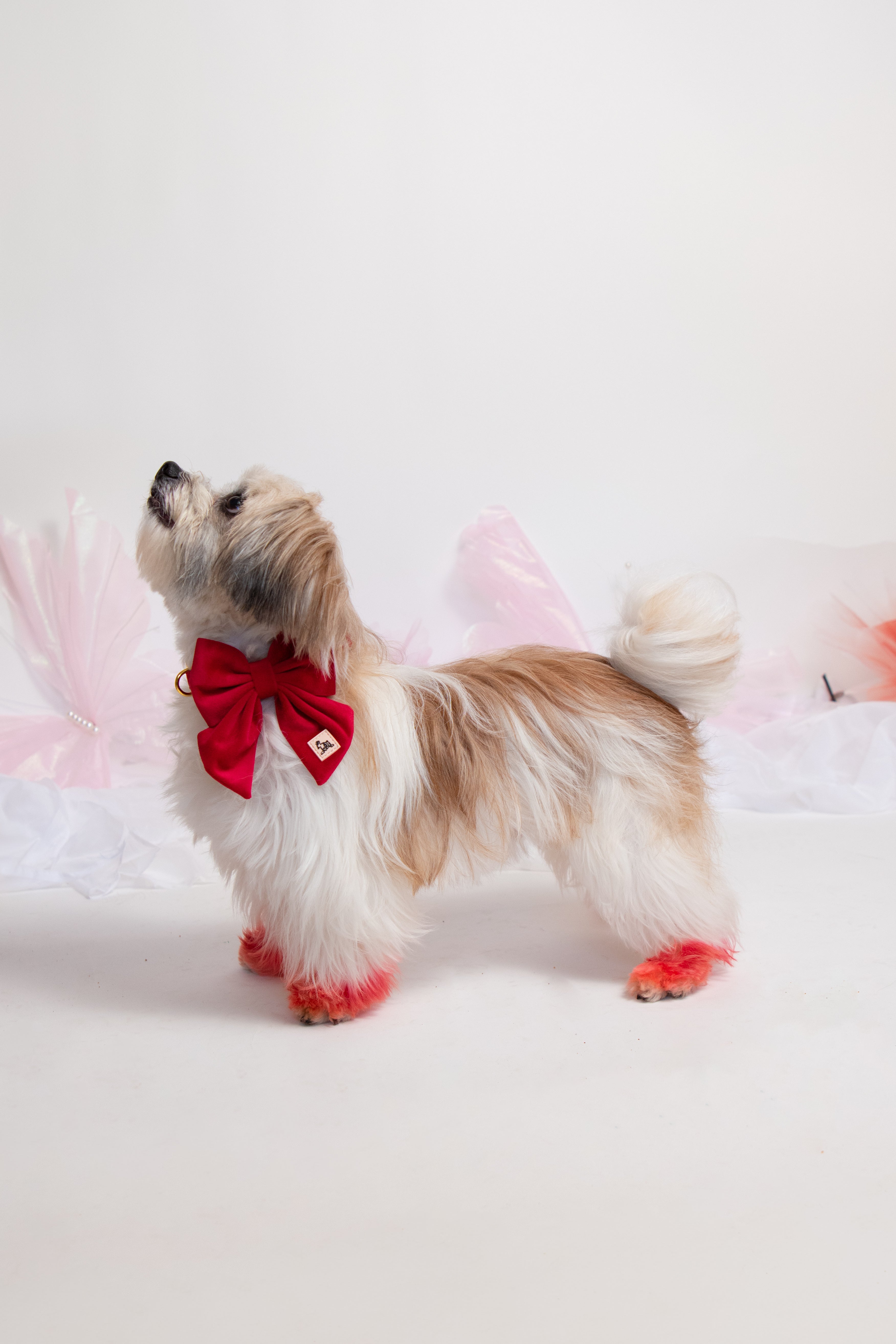 Royal Red Collar + Bow Set