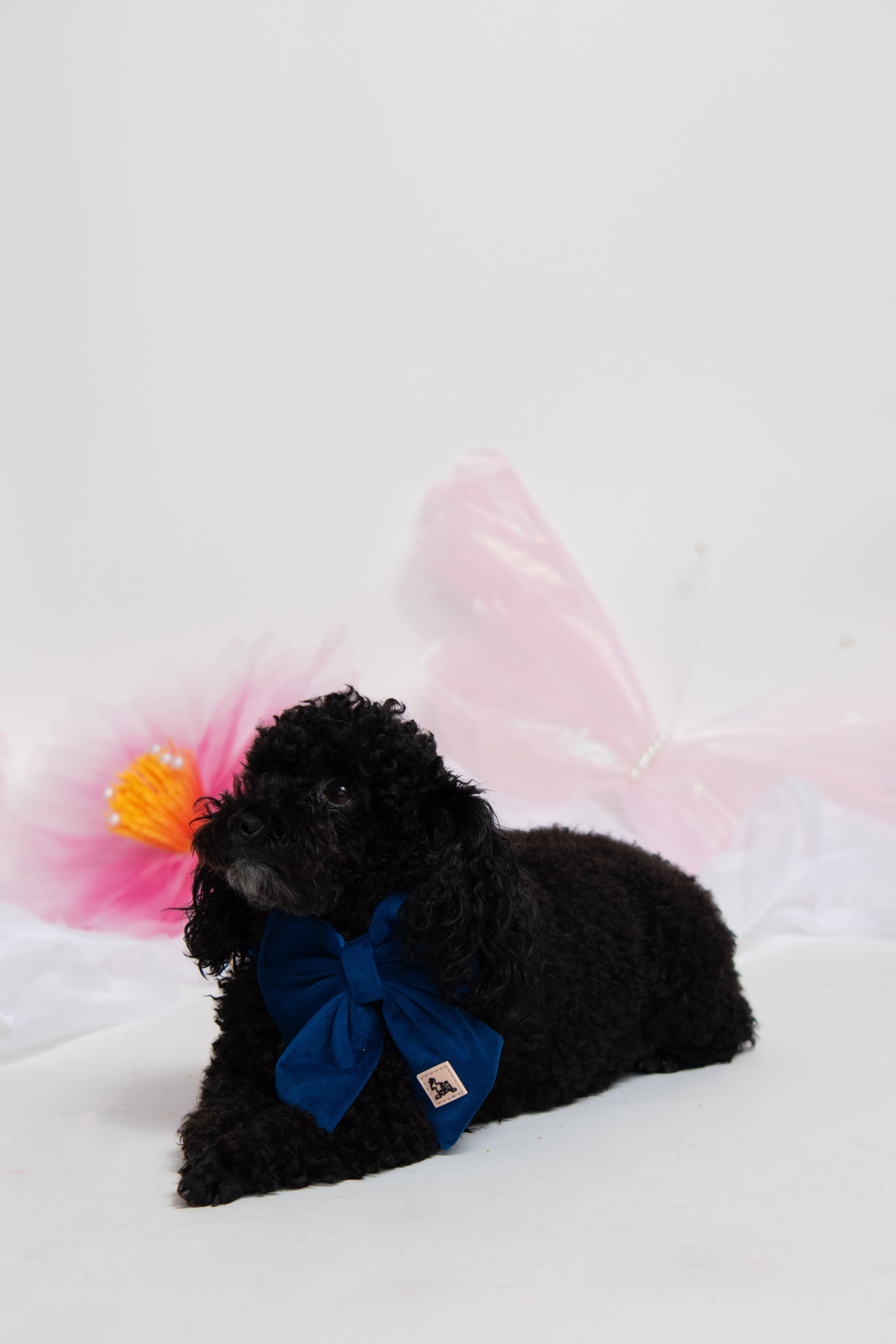 Royal Blue Collar + Bow Set