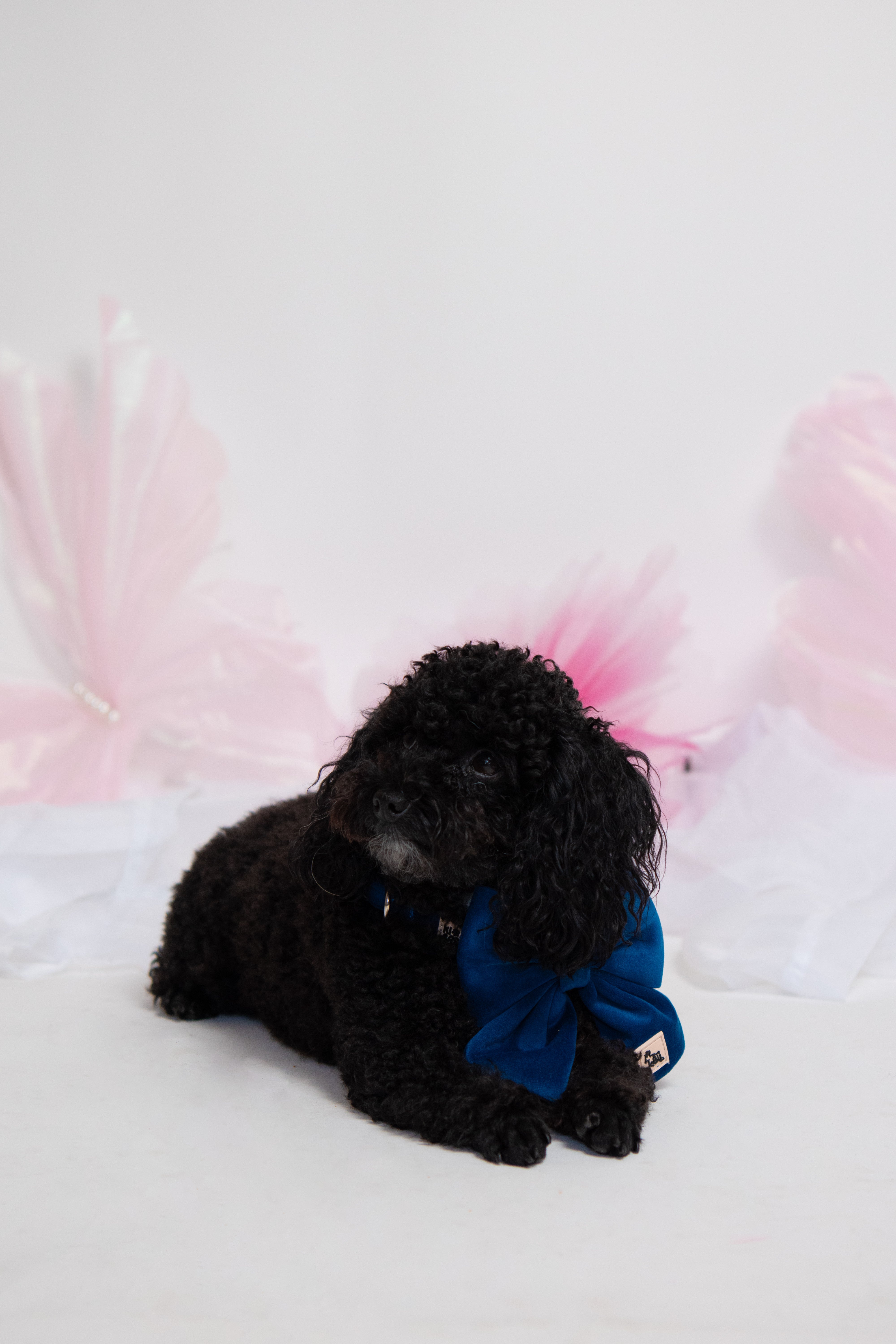 Royal Blue Collar + Bow Set