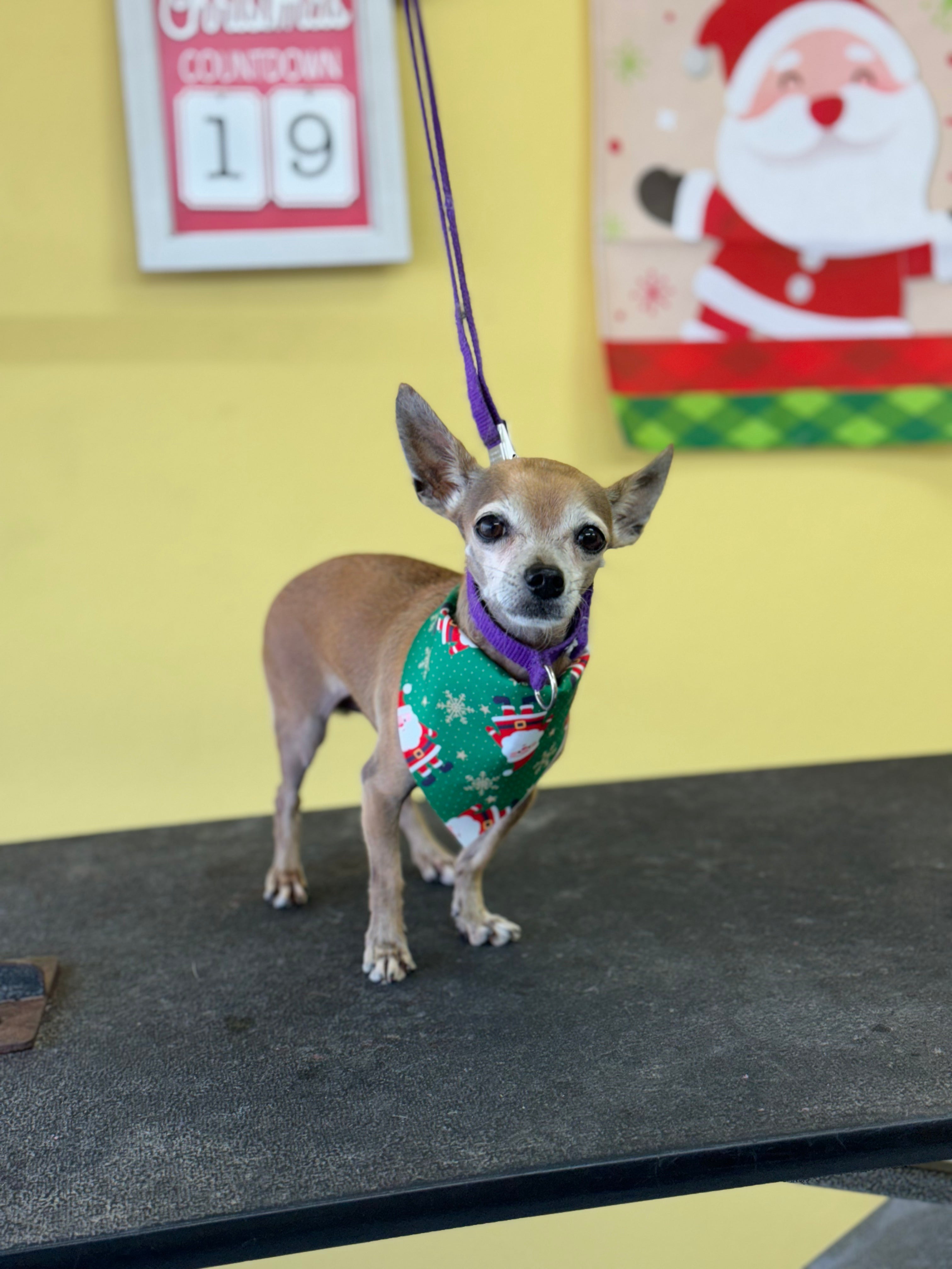 Básico Plus Trim: Perro Pequeño Pelo Corto