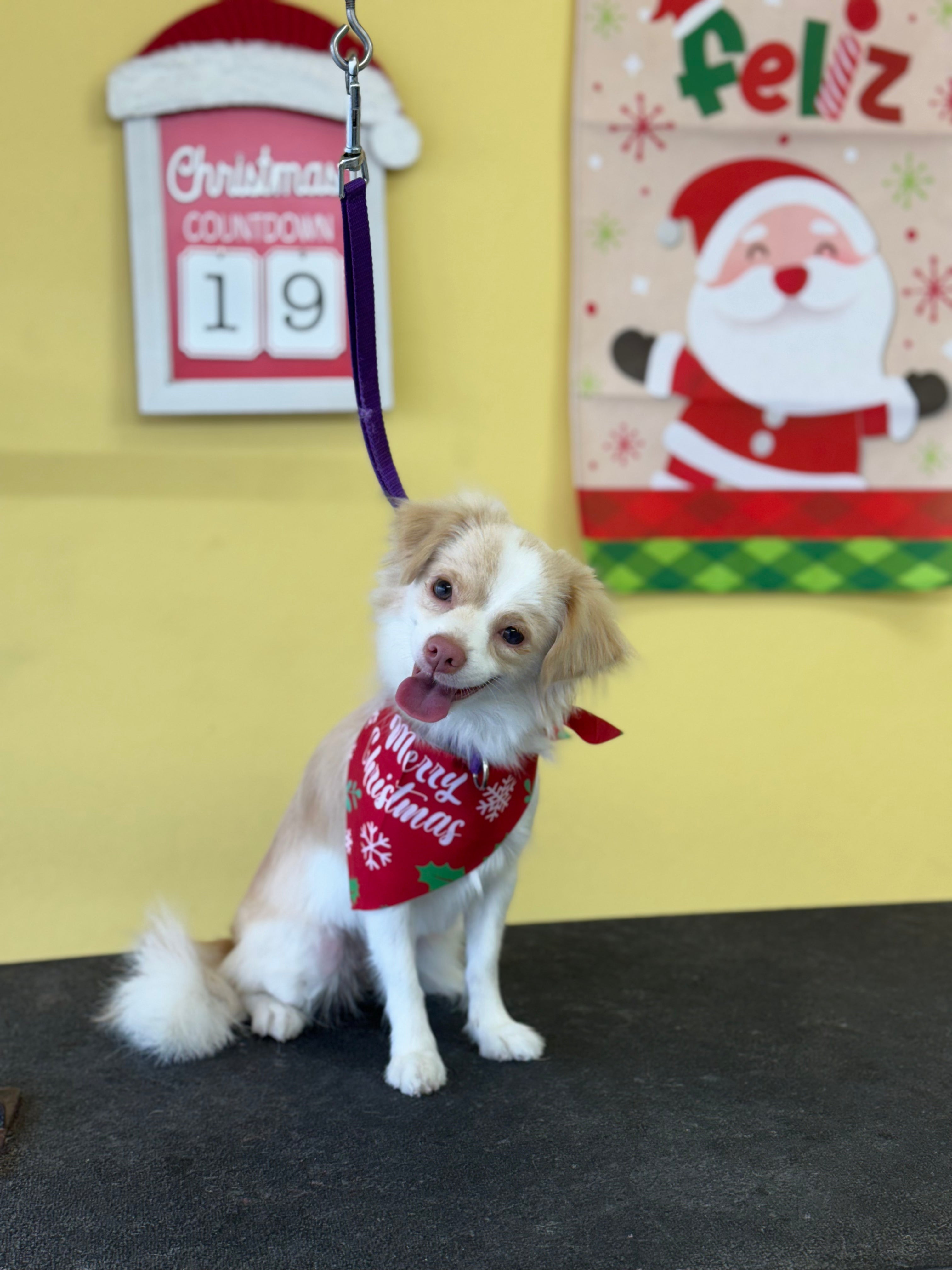 Básico Plus Trim: Perro Pequeño Pelo Corto