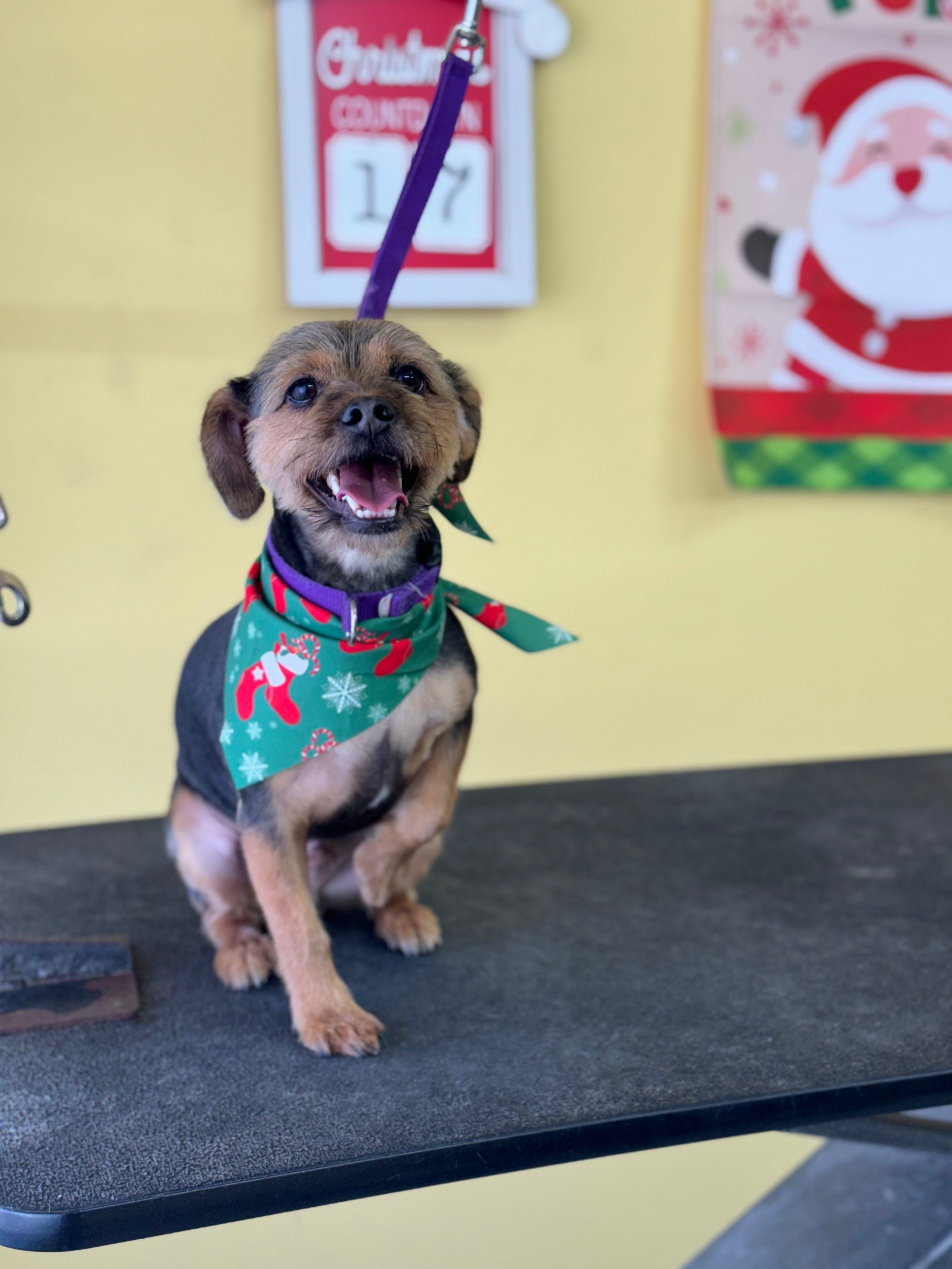 Washin Washin: Perro Pequeño Pelo Largo