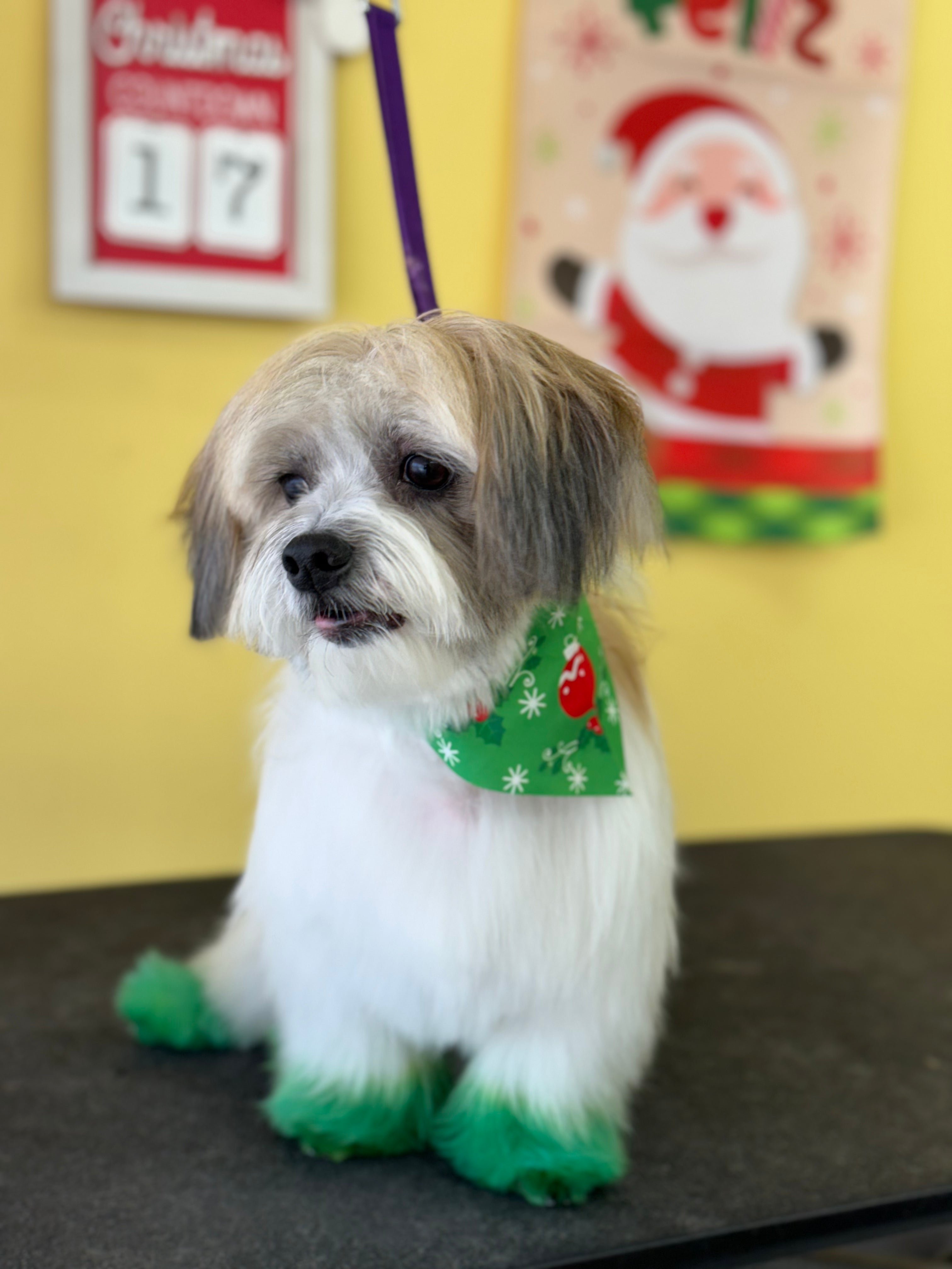 Washin Washin: Perro Pequeño Pelo Largo