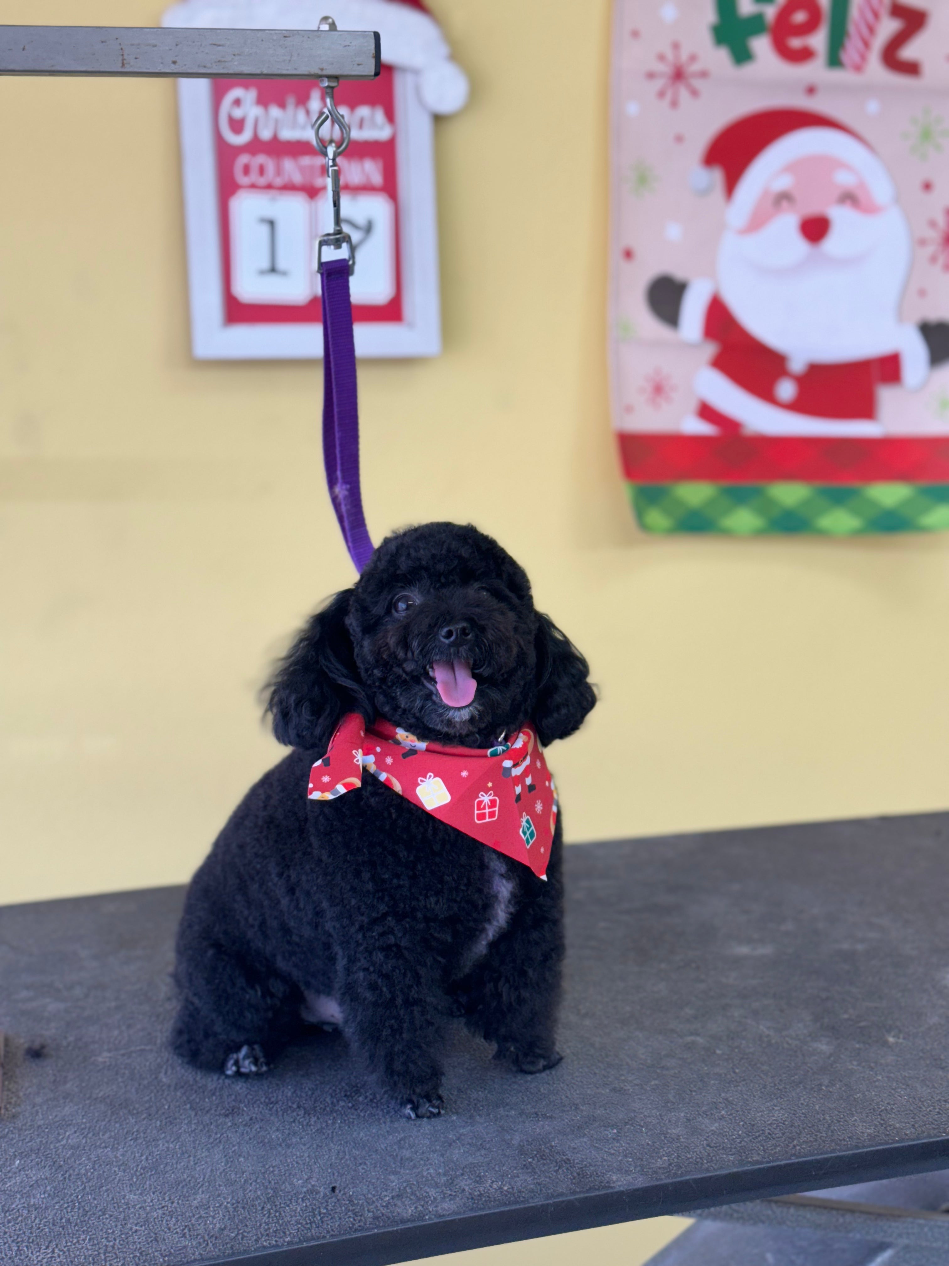 Washin Washin: Perro Pequeño Pelo Largo