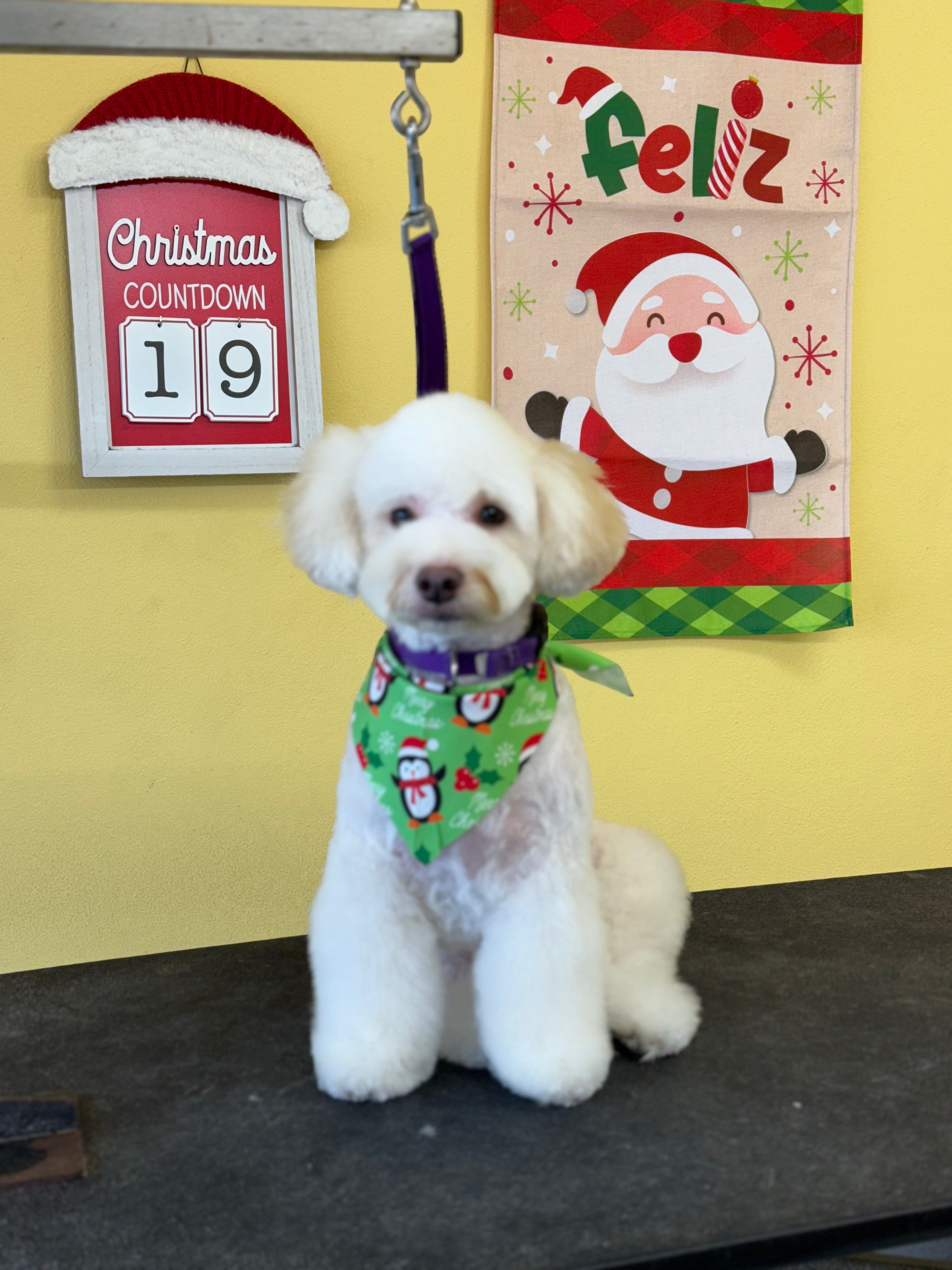 Básico Plus Trim: Perro Toy o Pequeño Pelo Largo