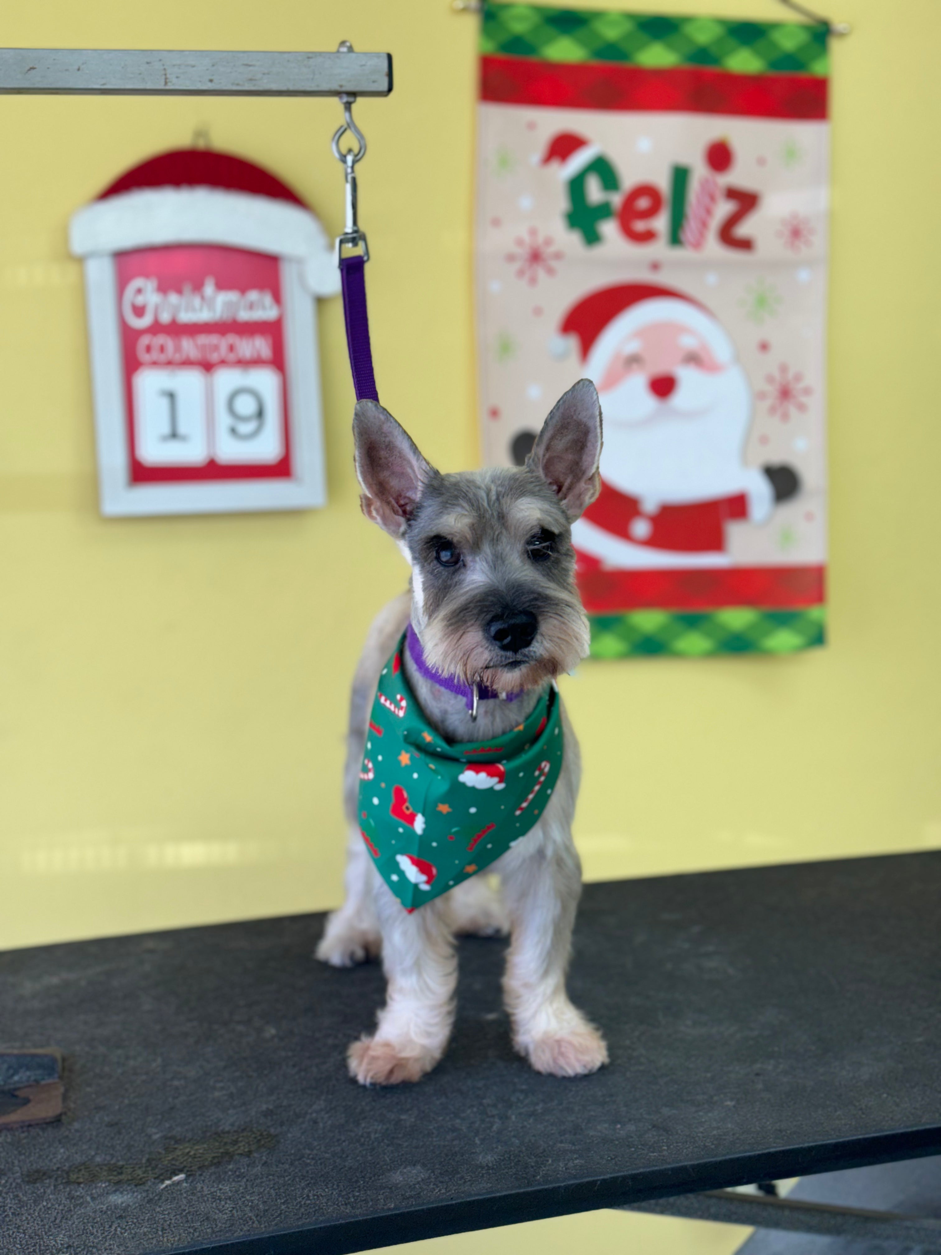 Washin Washin: Perro Pequeño Pelo Largo