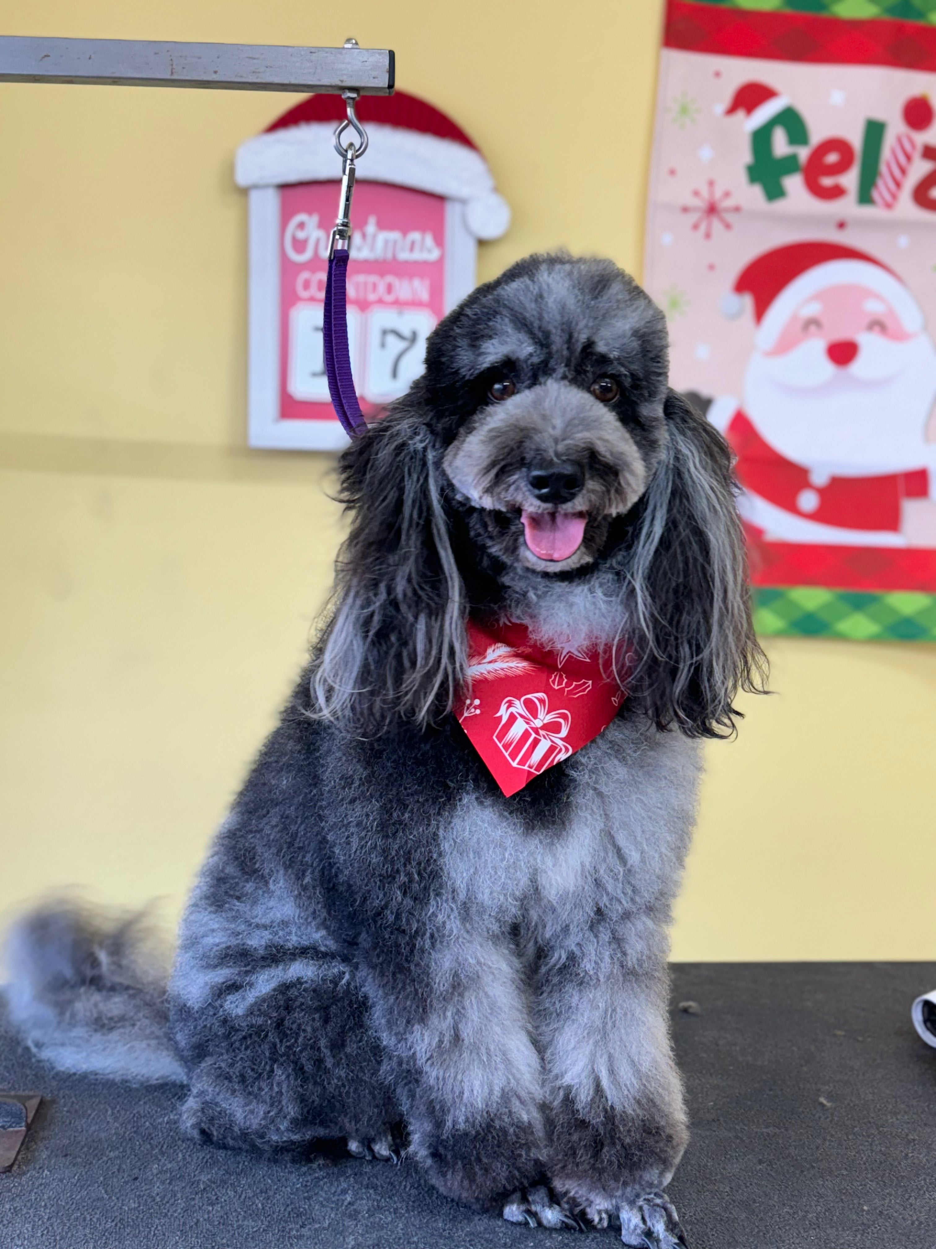 Básico Plus Trim: Perro Mediano Pelo Largo