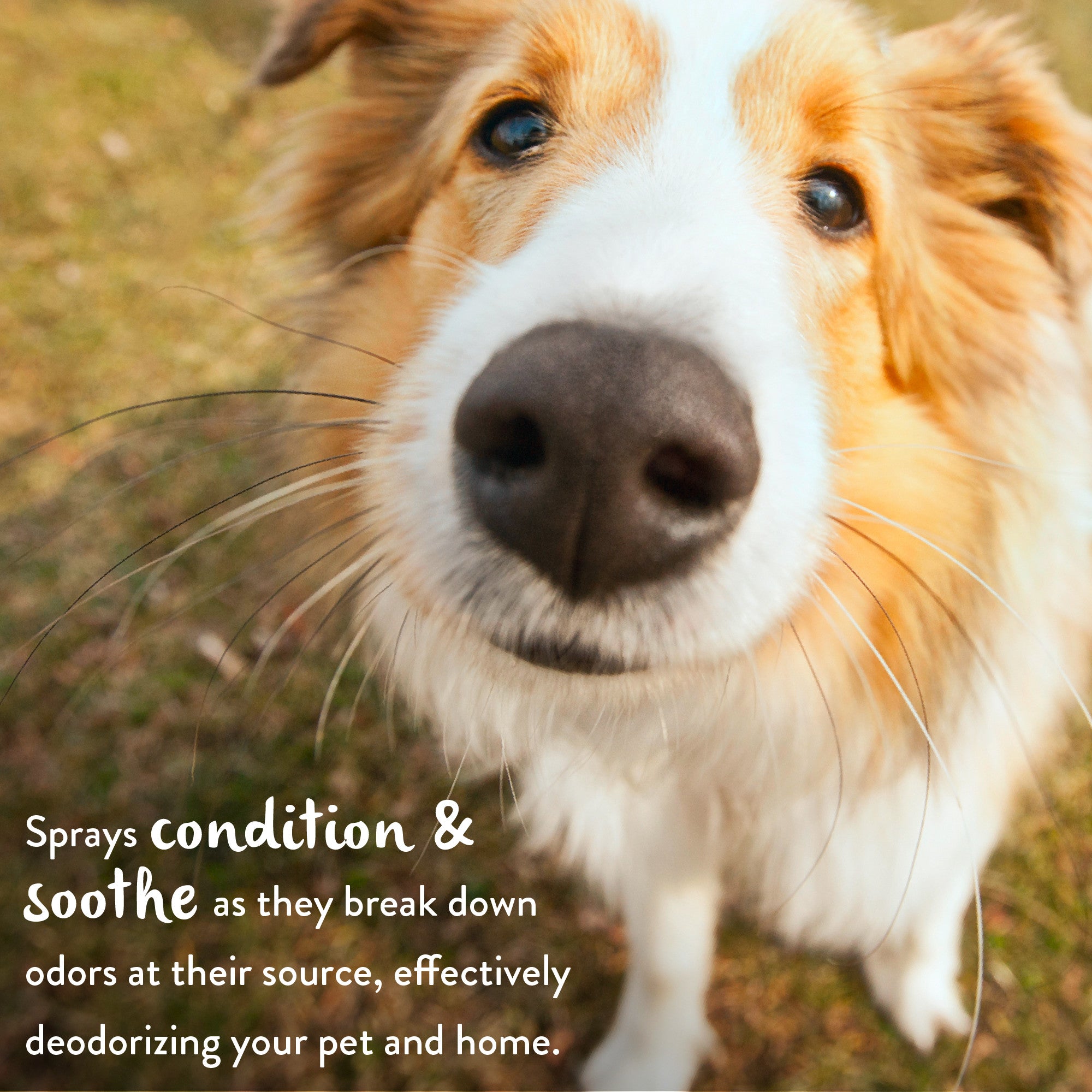 TC Berry Breeze Deodorizing PET SPRAY